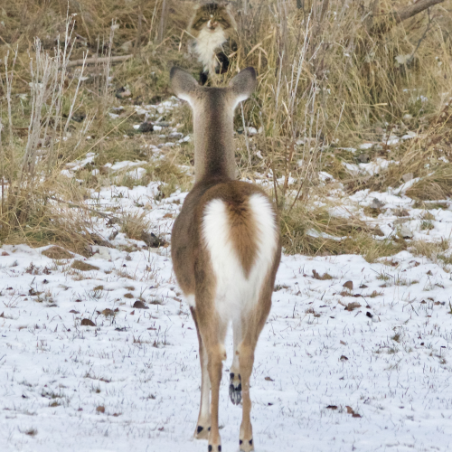 Curiosity