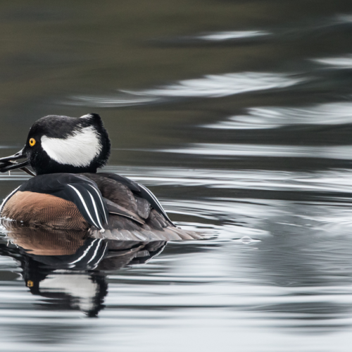 Hooded Merganser With a Fish