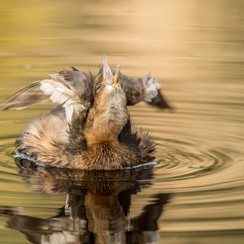 Pied-billed Grebe