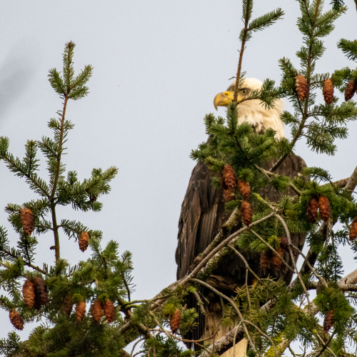 North 40 Reserve Eagles