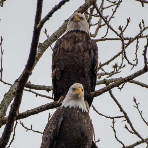 North 40 Reserve Eagles