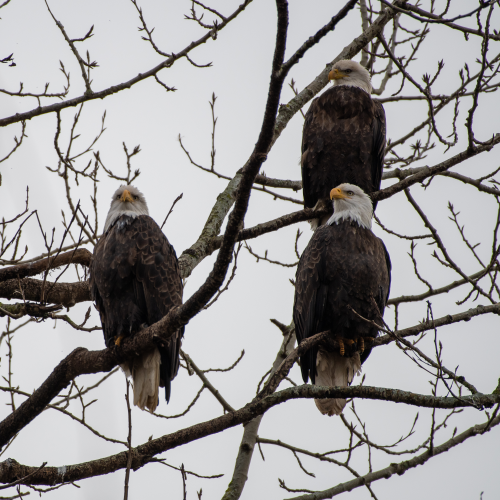 North 40 Reserve Eagles