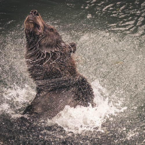 Shake It Off!