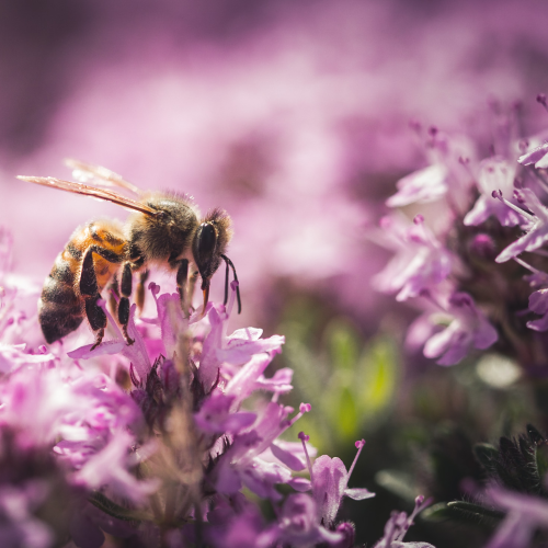 Nectar Collector