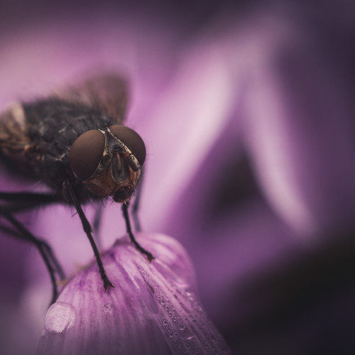 Pretty House Fly