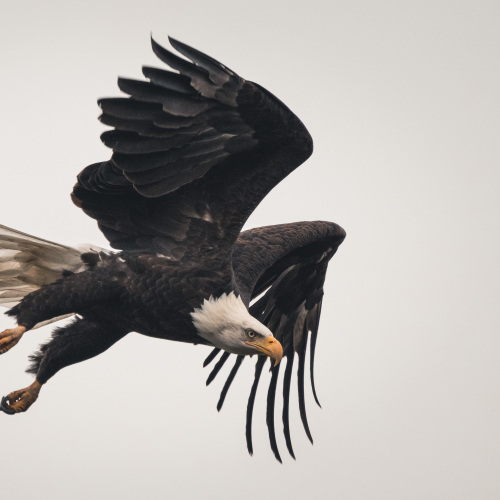 Baldy In Flight