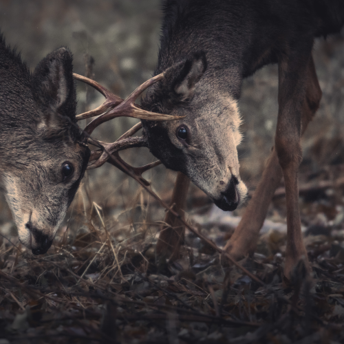 Buck Duel