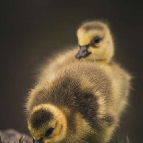 Goslings