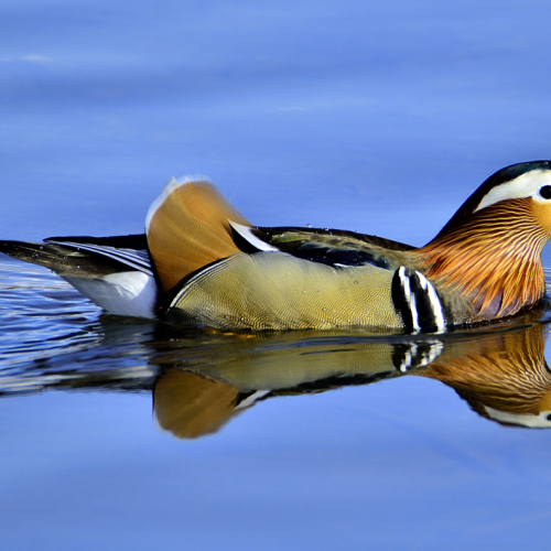 Mandarin Duck