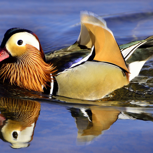 Mandarin Duck