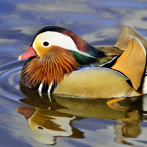 Mandarin Duck