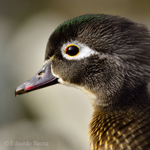Young Female Wood Duck