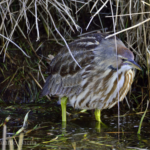 American Bittern