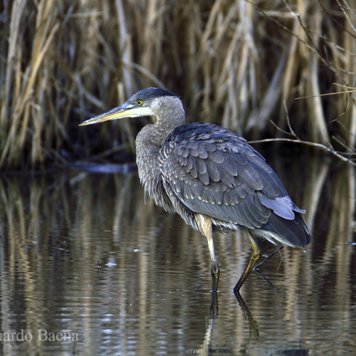 Great Blue Heron
