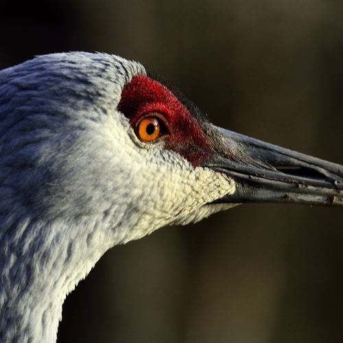 Sandhill Crane