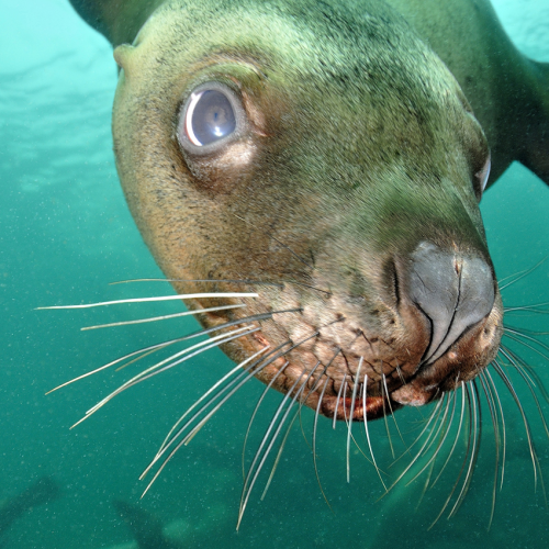 Sea Lion