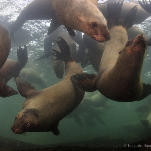 Sea Lion