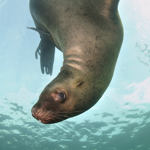 Sea Lion