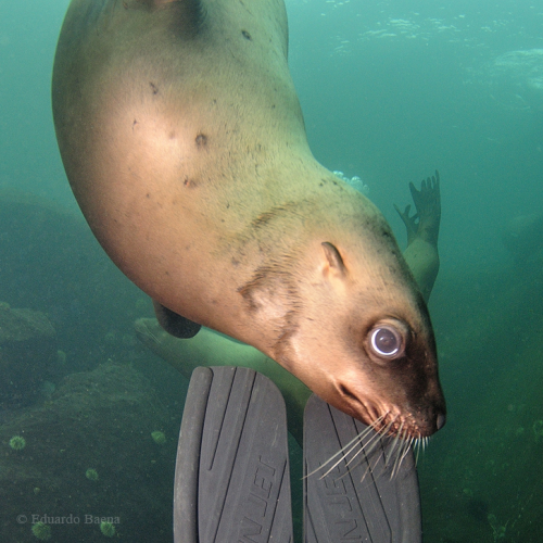 Sea Lion and my diving fin!