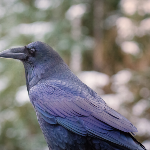 Iridescent raven 