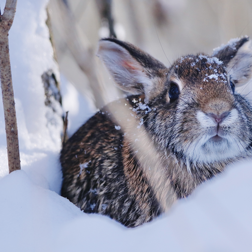 Winter Bunny