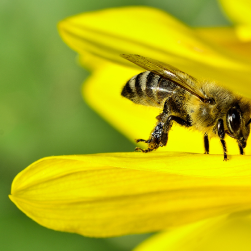 Bee on a sunflower