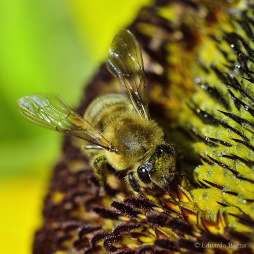 Bee on a sunflower