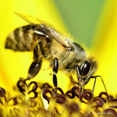 Bee on a sunflower