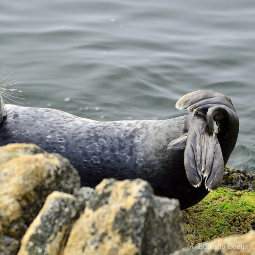 Harbour seal
