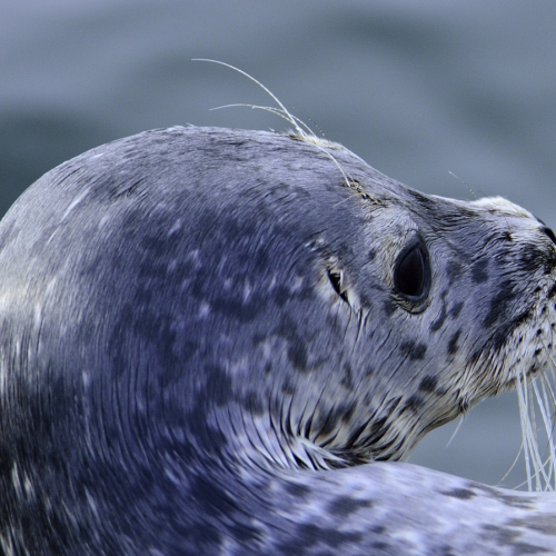 Harbour seal