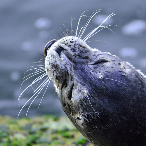Harbour seal