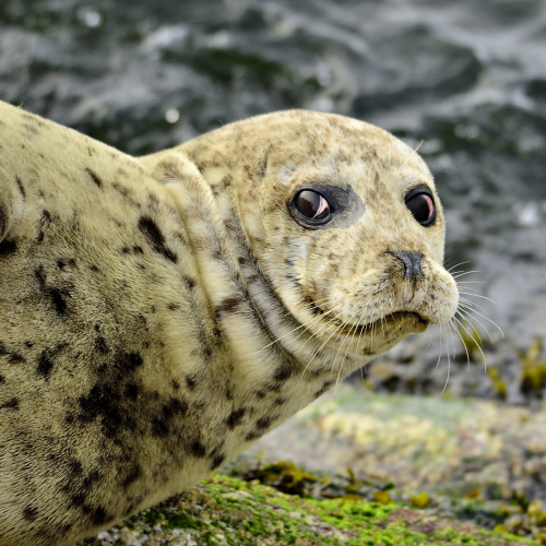 Harbour seal