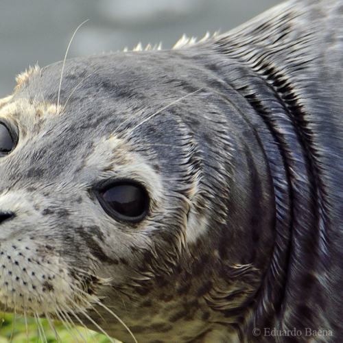 Harbour seal