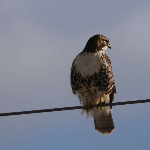 Young Red tailed Hawk
