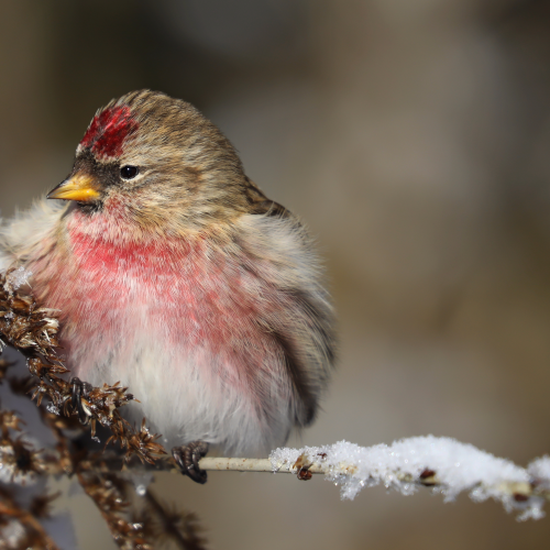 Common Redpoll