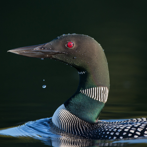 The water drop