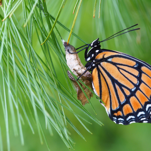 Viceroy drying its wings