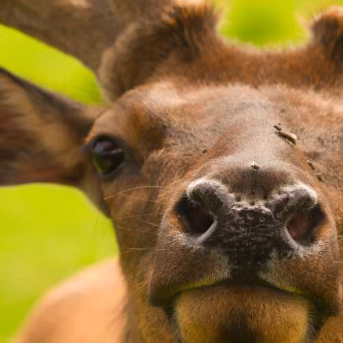 Nose to meet you!