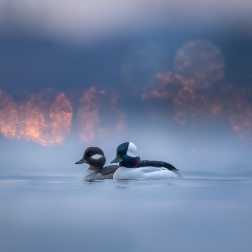 Buffleheads 