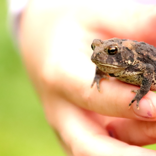 Observing a Toad