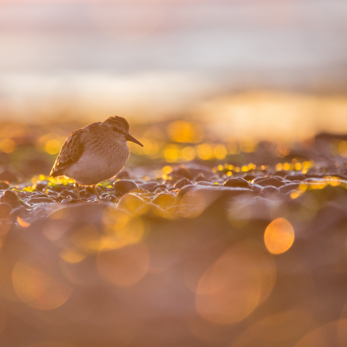 Sandpiper Sparkle
