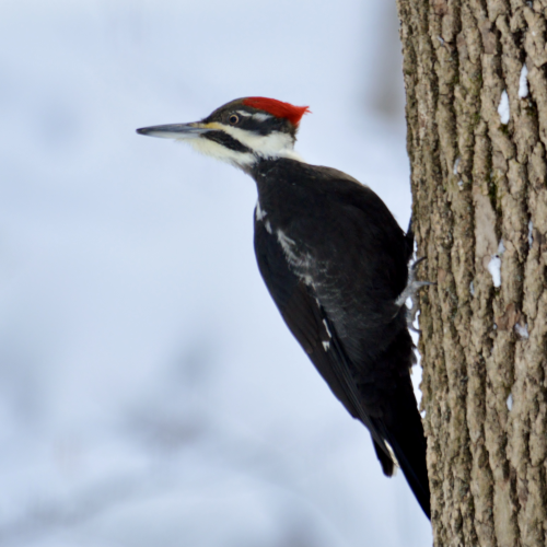 Pileated Perfection
