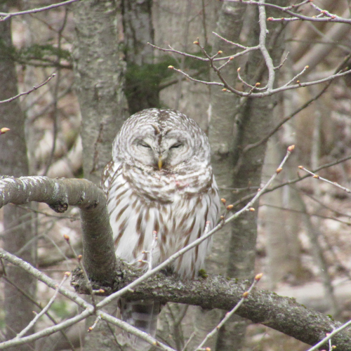 Sleeping Barred Owl