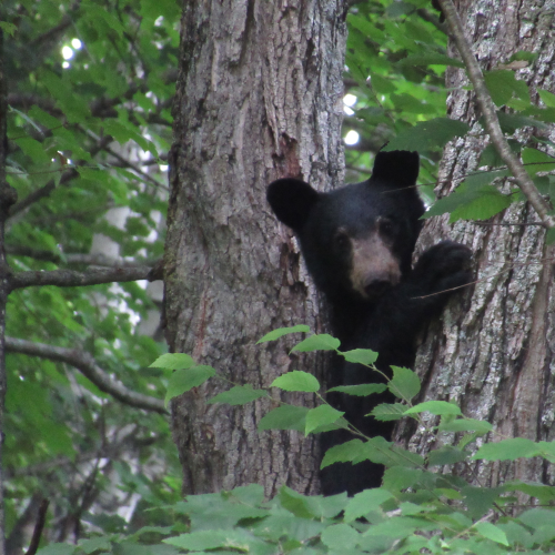 Black bear in the backyard