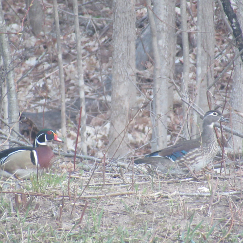 Male and Female Wood Ducks