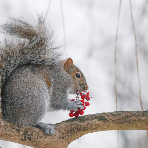 Tasty Berry Feast