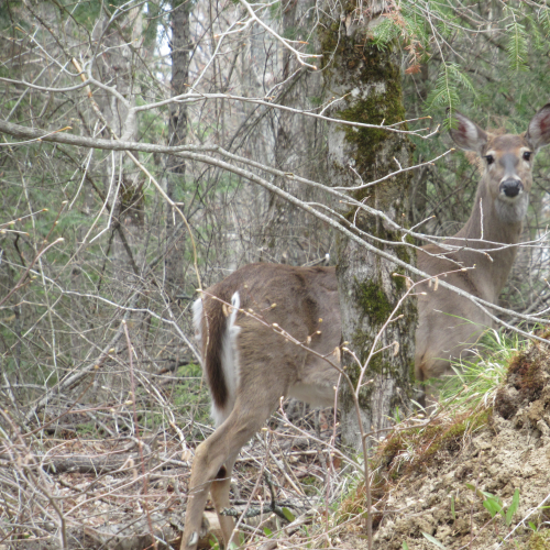 Doe in the woods