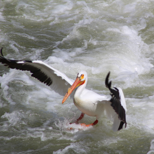 Return of the pelicans