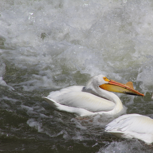 Return of the pelicans