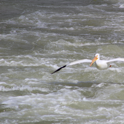 Return of the pelicans